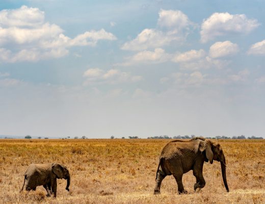 Safari en Tanzanie : choisir un safari privé ou en groupe ?