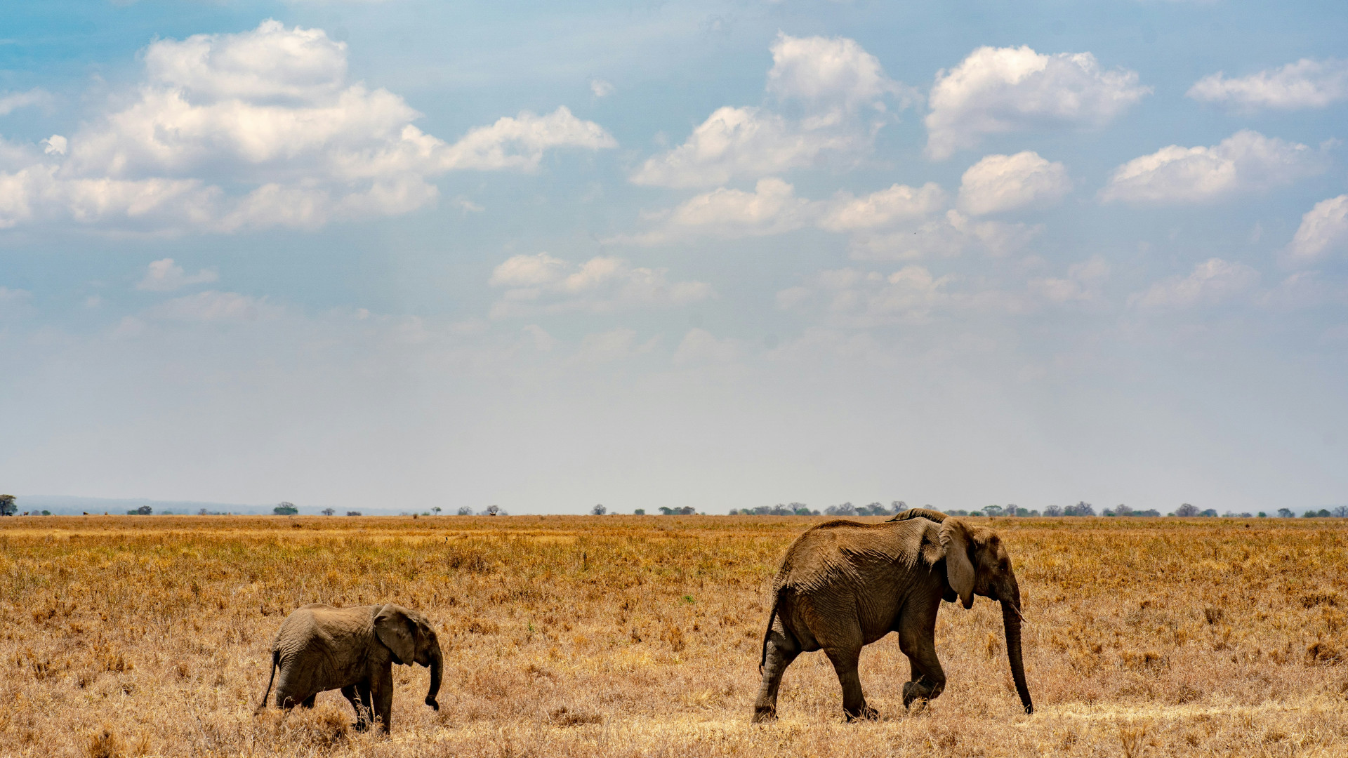 Safari en Tanzanie : choisir un safari privé ou en groupe ?